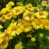 Gaillardia x grandiflora ´Mesa Yellow´