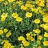 Gaillardia x grandiflora ´Mesa Yellow´