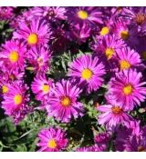 Aster dumosus ´Kassel´