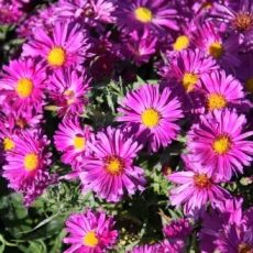 Aster dumosus ´Kassel´