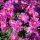 Aster dumosus ´Kassel´