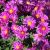 Aster dumosus ´Kassel´