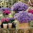 Aster dumosus ´Kassel´