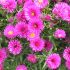 Aster dumosus ´Kassel´