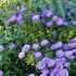 Aster dumosus ´Biteliness´