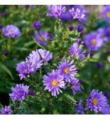 Aster dumosus ´Biteliness´