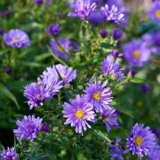 Aster dumosus ´Biteliness´
