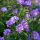 Aster dumosus ´Biteliness´