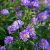 Aster dumosus ´Biteliness´