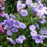 Aster novi-belgii ´Marie Ballard´