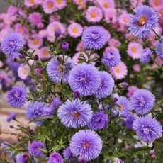 Aster novi-belgii ´Marie Ballard´