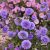 Aster novi-belgii ´Marie Ballard´