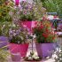 Aster novi-belgii ´Marie Ballard´
