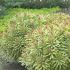 Euphorbia  x martinii ´Ascot Rainbow´