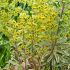 Euphorbia  x martinii ´Ascot Rainbow´