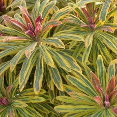 Euphorbia  x martinii ´Ascot Rainbow´
