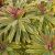 Euphorbia  x martinii ´Ascot Rainbow´
