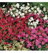 Dianthus deltoides ´Confetti Mix´
