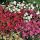 Dianthus deltoides ´Confetti Mix´