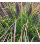 Pennisetum alopecuroides ´Black Beauty´