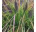Pennisetum alopecuroides ´Black Beauty´ Ø15 / 1,5L