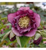 Helleborus ´Doubel Ellen Red´