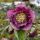 Helleborus ´Doubel Ellen Red´