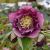Helleborus ´Doubel Ellen Red´