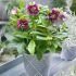 Helleborus ´Doubel Ellen Red´