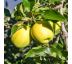 Jabloň 'GOLDEN DELICIOUS' zimná voľnokorenná
