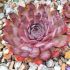 Sempervivum ´Dark Beauty´