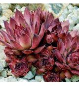 Sempervivum ´Dark Beauty´