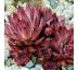 Sempervivum ´Dark Beauty´ 8x8 / 5-10cm