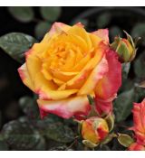 Ruža stromčeková ´RUMBA´