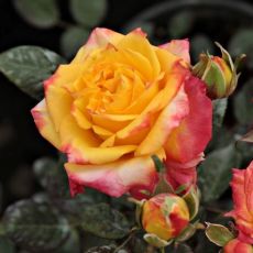 Ruža stromčeková ´RUMBA´