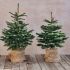 Abies nordmanniana