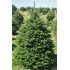 Abies nordmanniana - vianočný stromček