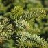 Abies nordmanniana - vianočný stromček