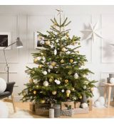 Abies nordmanniana - vianočný stromček