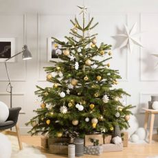Abies nordmanniana - vianočný stromček