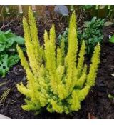 Erica arborea ´Albert´s Gold´