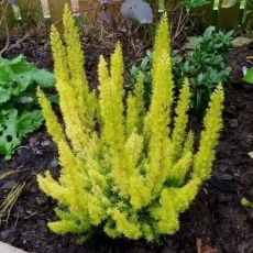 Erica arborea ´Albert´s Gold´