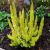 Erica arborea ´Albert´s Gold´