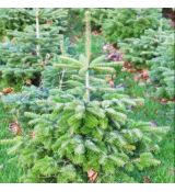 Abies nordmanniana