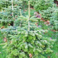 Abies nordmanniana