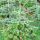 Abies nordmanniana