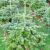 Abies nordmanniana