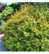 Abelia x grandiflora ´Francis Mason´