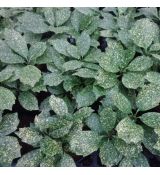 Aucuba japonica 'Pepperspot'®