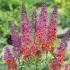 Buddleia davidii ´Flower Power´